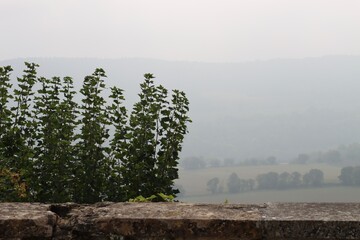 Sticker - tree in the fog