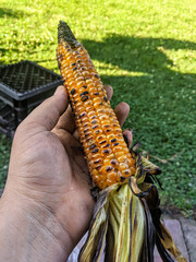 Sticker - Hand holding a grilled corn outdoors