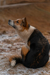 Poster - Vertical shot of a cute dog