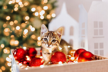 Wall Mural - The cat play with Christmas lights and a glass Christmas ornaments