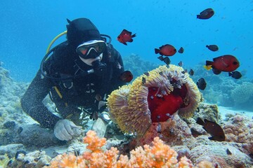 Wall Mural - Man scuba diver near coral reef watching sea anemone and lovely coral fish