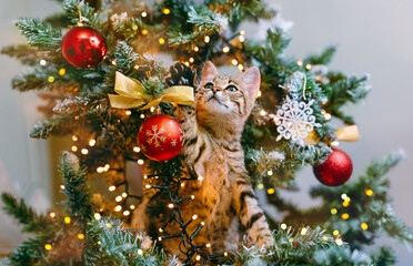 the cat in santa hat looks out from the branches of a beautifully decorated christmas tree with red 