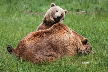 young brown bear with her mother