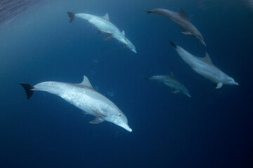 Wall Mural - Bottlenose dolphin swimming near the surface in group. Dolphins in Indian ocean. Marine life. 