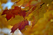 Zdjęcie przyrody przedstawiające kolorowe liście klonu na drzewie