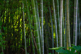 Fototapeta Dziecięca - bamboo forest grows in the botanical garden in Batumi