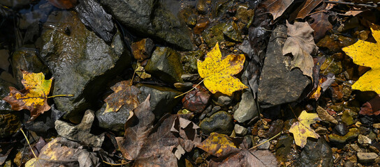 Autumn in the park.