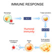 © designua - immune response. Humoral immunity and antibody production.