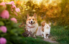Fluffy Friends Dog Corgi And Cat Walking In Summer A Sunny Garden Among Flowers
