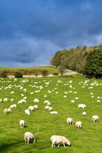 Large Flock Of Sheep Grazing In A Farm Field. No People.