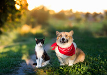 Fluffy Friends Dog Corgi And Cat Walking In Summer Sunny Garden