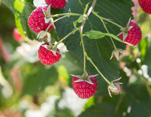 Wall Mural -  Branch of ripe raspberries.