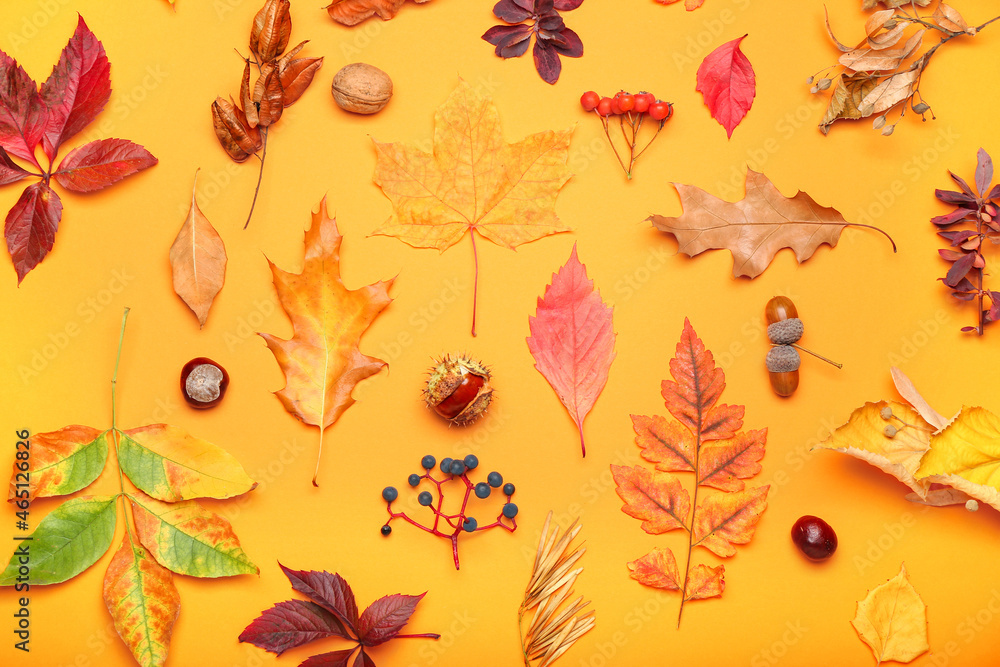 Beautiful autumn forest decor on color background