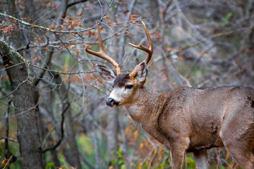 Wall Mural - A male California Mule Deer with a rack of antlers 