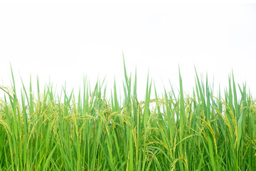 Wall Mural - Paddy rice field with water drops on white background.