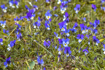 Wall Mural - Dune Heartsease blooming