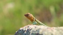 Mountain Boomer Colorful Lizard Perched On Top Of Rock 4K Close-up