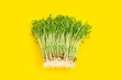 Pea Sprouts on yellow background.