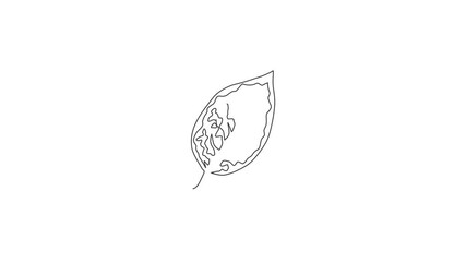 Wall Mural - Animated self drawing of one continuous line draw cute tropical leaf aglaonema plant. Printable decorative exotic houseplant concept for home wall decor ornament. Full length single line animation.