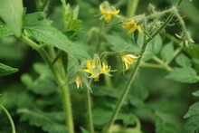 Yellow Tomato Flowers On A Green Stalk. Among The Green Leaves, Yellow Tomato Flowers With Long Thin Petals Blossomed On Green Long Stems With Villi.