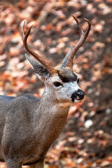 Wall Mural - A male California Mule Deer with a rack of antlers 