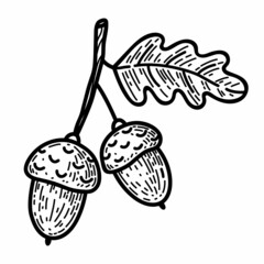 Twig with acorns and oak leaf isolated on a white background. Vector hand-drawn illustration in doodle style. Perfect for autumn designs, cards, logo, decorations.