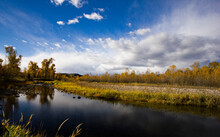 Stillwater River Aspens In Fall