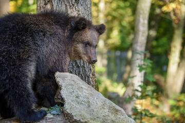 Wall Mural - baby cub wild brown bear (ursus arctos) in the autumn forest. animal in natural habitat