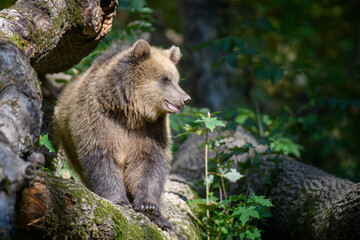 Wall Mural - baby cub wild brown bear (ursus arctos) in the autumn forest. animal in natural habitat