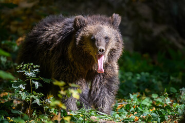 Wall Mural - baby cub wild brown bear (ursus arctos) in the autumn forest. animal in natural habitat