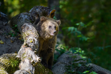 Sticker - Baby cub wild Brown Bear (Ursus Arctos) in the autumn forest. Animal in natural habitat