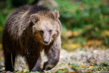 Wall Mural - Baby cub wild Brown Bear (Ursus Arctos) in the autumn forest. Animal in natural habitat