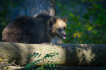 Sticker - Baby cub wild Brown Bear (Ursus Arctos) in the autumn forest. Animal in natural habitat