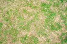 Dry Grass Leaf Change From Green To Dead Brown In A Circle Lawn Texture Background Dead Dry Grass.