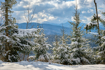 Wall Mural - Closeup of pine tree branches covered with fresh fallen snow in winter mountain forest on cold bright day.