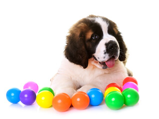 Poster - puppy saint bernard