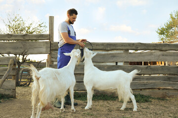 Poster - Man feeding goats at farm. Animal husbandry