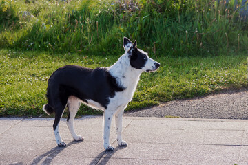 two color black and white dog in a street. black patch over right ear and eye. green grass in the ba