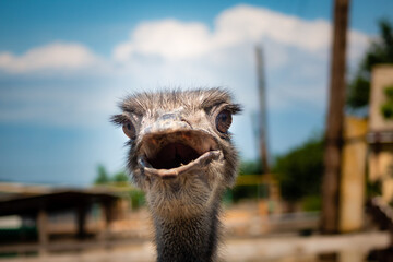 Wall Mural - Selective focus of the face of an ostrich against a blurred background