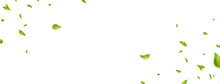 Green Leaves Border. Organic, Eco, Vegan, Design Element. Beauty Product. Leaf Falling On White Long Banner. Wave Foliage Ornament. Fresh Tea Background. Cosmetic Pattern Frame. Vector Illustration