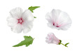 set of white mallow flowers isolated on white
