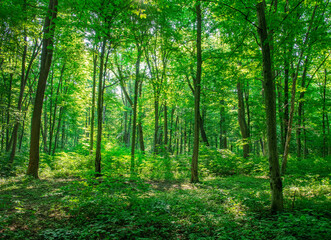  Sunlight in the green forest, spring time