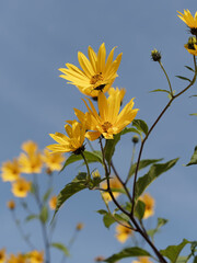 Canvas Print - Helianthus tuberosus | Topinambur Pflanze 'Schönenbuch' oder Jerusalem-Artischocke in Blütekräftig gelben, gerippten an der spitze von dicke Stängel