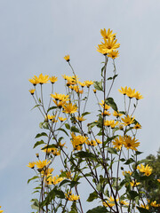 Wall Mural - Helianthus tuberosus | Topinambur Pflanze 'Schönenbuch' oder oder Jerusalem-Artischocke mit gelbe Blüten, die kleinen Sonnenblumen ähneln