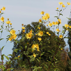 Wall Mural - Topinambur 'Schönenbuch' oder Jerusalem-Artischocke | Helianthus tuberosus, eine wunderschön gelbblühende Staude mit Stängel und Blätter, rau und behaart