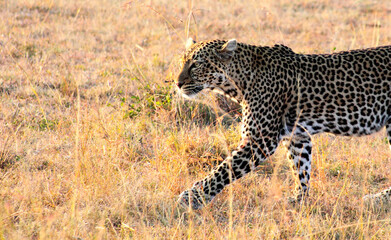 Poster - Leopard in the Masai Mara reserve in Kenya