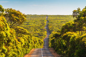 Wall Mural - Long winding road on Kangaroo Island through bushland and gumtrees, Flinders Chase National Park, South Australia
