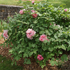 Wall Mural - pivoine arbustive blanc rosé