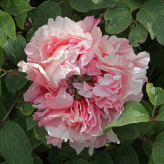 Wall Mural - pivoine arbustive blanc rosé
