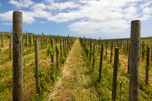 Vineyard On Stanford, South Africa